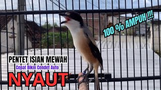Download lagu burung cendet gacor MATERI JITU untuk PANCINGAN CENDET AGAR BUNYI bikin BURUNG PENTET GACOR EMOSI mp3