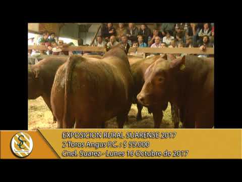 16-10-17 Venta de Toros P.C. - Exposición Rural Suarense - Coronel Suarez.