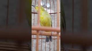 Download lagu Pleci Flavus buka ekor / Zosterops flavus /pleci tambak /chloris mp3 Download lagu Pleci Flavus buka ekor / Zosterops flavus /pleci tambak /chloris mp3