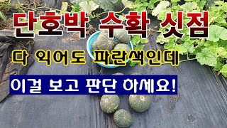 [텃밭농부 2,013]  단호박이 익었는지는 이것을 보고 판단한다! 단호박 수확 #단호박재배