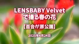 2025年4月24日 LENSBABY Velvet で撮る春の花