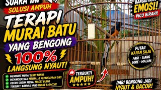 Download lagu Suara Terapi Murai Batu Bengong | Langsung Nyaut & Gacor | Pancingan Murai Batu mp3 Download lagu Suara Terapi Murai Batu Bengong | Langsung Nyaut & Gacor | Pancingan Murai Batu mp3