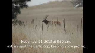 preview picture of video 'Morning elk commute'
