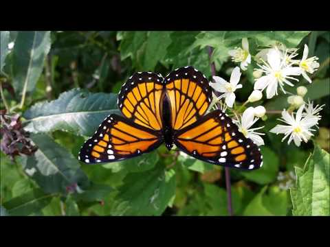 download lagu mp3 mp4 Papillon Monarque Et Vice Roi, download lagu Papillon Monarque Et Vice Roi gratis, unduh video klip Papillon Monarque Et Vice Roi