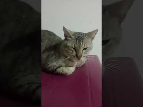 o gatinho em o cachorrinho mamanguape PB paraíba