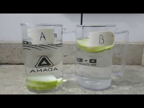 Trabalho de Biologia,Experimento com um chuchu.