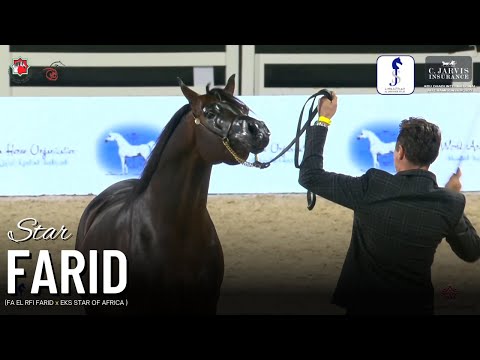 ✨STAR FARID✨1st at Abu Dhabi International AHC 2023 - Stallions 4 Years Old and Older