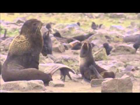 Pribilof Islands Scenes