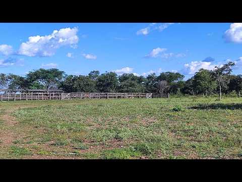 Fazenda à Venda em Almas TO – 514 Alqueires com 200 Formados  Ótimo Potencial