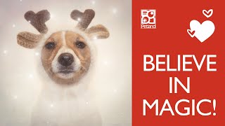 Holiday Happiness At Petland Las Vegas