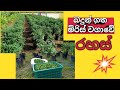 බදුන් ගත මිරිස් වගාවේ රහස්