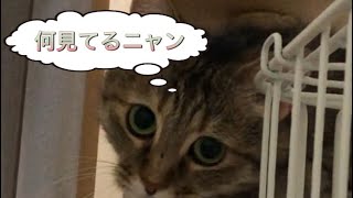 ゆめちゃんの可愛い仕草🐱 Yume-chan's cute gesture