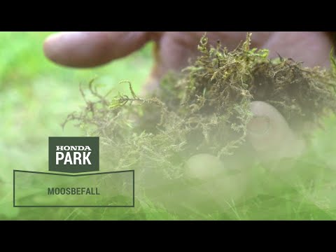 Rasen richtig düngen. So hat Moos keine Chance