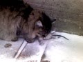 кошка поймала чернобыльскую крысу 100 кг 