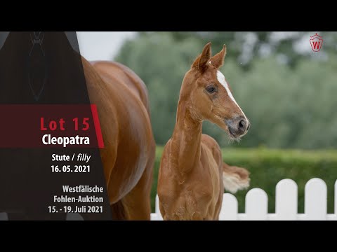 Westfälische Fohlen-Auktion Lot 15 Cleopatra Stute v.  Confess Color - Londonderry