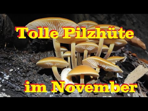 Pilzsuche November - Tolle essbare Pilzhüte und viele Folgezersetzer - Bernhards Pilzkanal