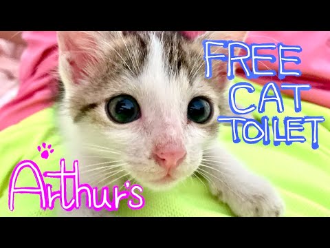 Tiny lost kitten cute little kitty cat Arthur’s absolutely free DIY Toilet-1 @Arthur the Great Cat