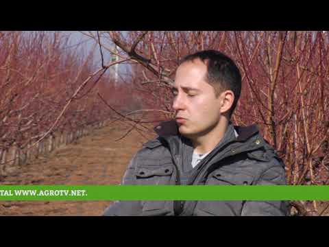 Reč struke ep. 239 21.02.2019. - Rezidba i preventivna zaštita voća