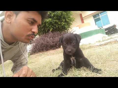 #animal_lover #RSS @स्वयंसेवक