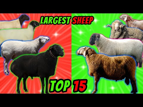 Top 15 Largest Sheep Meat Breeds in the World | Domestic Sheep Breeds | Country by Country #sheep