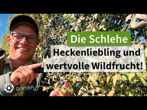 Wild fruit tip: The sloe – a favorite of hedgerows and a valuable wild fruit!