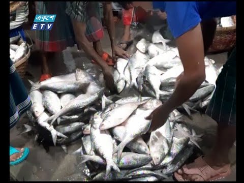 ইলিশের সরবরাহ বাড়ায় কর্মচাঞ্চল্য ফিরে এসেছে চাঁদপুর মাছঘাটগুলোতে