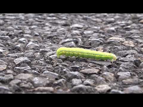 Angle shades moth - caterpillar (Krokiewka lękliwica - gąsienica)