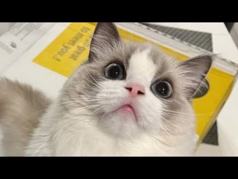 BEST FUNNY CATS COMPILATION 2022😂| Cute and Funny Cat Videos to Keep You Smiling!😻