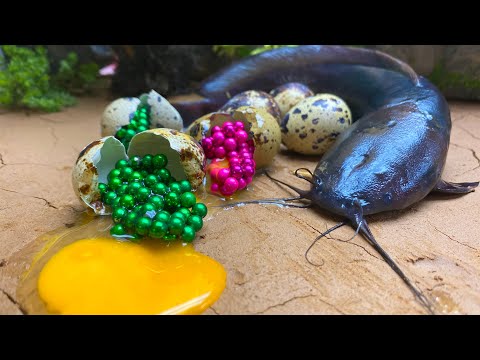 Stop Motion ASMR - Big CatFish Eating Eel Fish Trap Experiment Cooking Underground Cuckoo Compassion