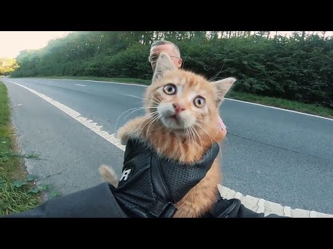 Biker Saves Kitten From Busy Road