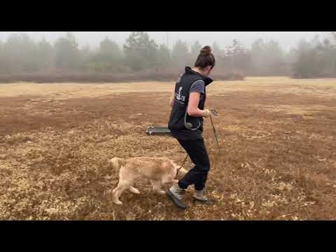 Dog 4 Life Training video.