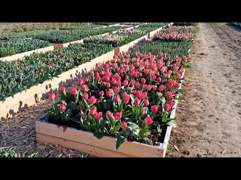 Da "Zia Nina", lo spettacolo di 55 mila tulipani pronti a sbocciare