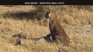 Wild Animals Fighting - Porcupine vs Lion Leopard 