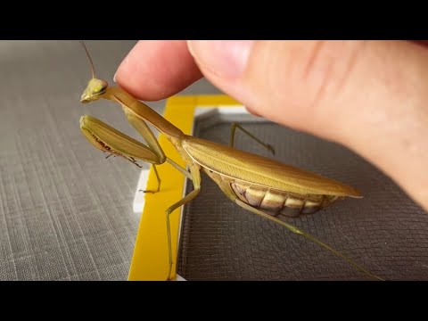 She thinks she's a puppy praying #mantis religiosa