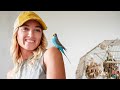 BASIC BUDGIE AND PARAKEET CARE 101 General Care For Budgies And Parakeets