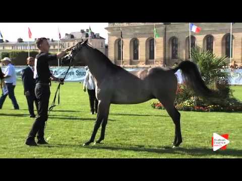 N.54 HF SANTIAGO DE MAGNIFIQUE - Chantilly 2015 AWC - Colts 2 years old (Class 7)