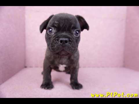 09/18虎斑色法國鬥牛母幼犬2號