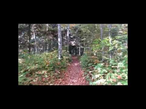 Enya - The Memory of Trees