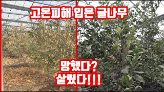 고온 피해로 망할뻔한 귤(만감류)밭!!! 근데 살아났다??? 농가들도 믿기 어려운 진실