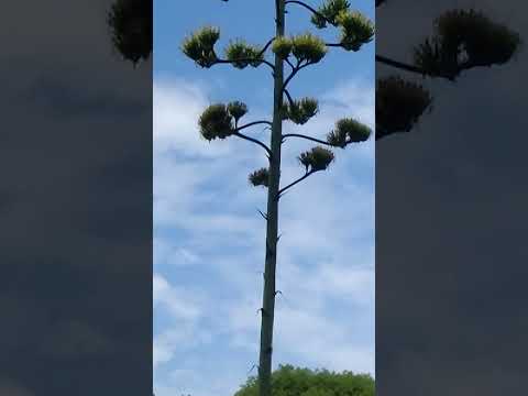 あらゆる水深に最適な池の植物 トピックス