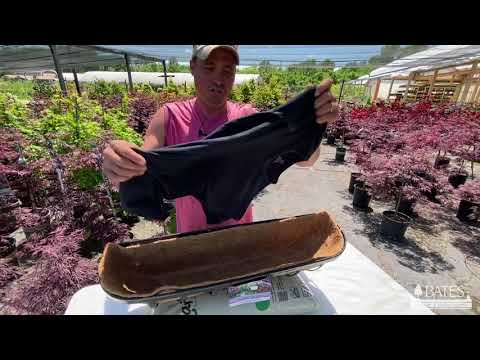 Amazon Coco Liners