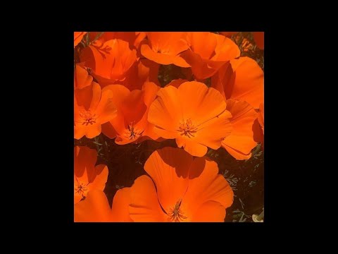 [FREE] Pop Acoustic Guitar Type Beat x Dominic Fike Type Beat | "Potion" the kid laroi guitar