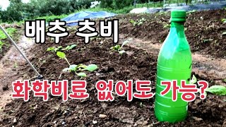 김장배추 추비하는 별난 방법