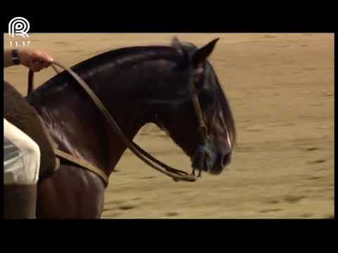 Bocal de Ouro Esteio (RS) – 4° lugar machos – Vilão do Itaó