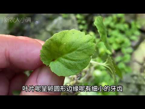 銅錘玉帶草