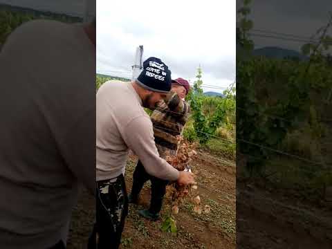 Sandu dela veseus 2020 la vie