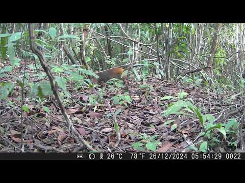 Vídeo na ceva na vicinal 010 no Caroebe Roraima. 4 Paca. Anta, Irará e cutia na CEVA