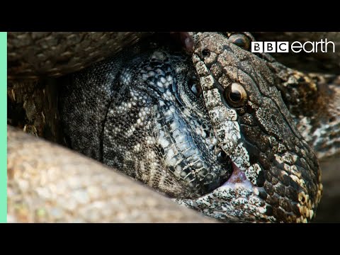 Iguana vs Snakes (Full Clip) | Planet Earth II | BBC Earth