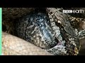 Iguana Vs Snakes Full Clip Planet Earth II BBC Earth