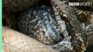 Download lagu Iguana vs Snakes (Full Clip) | Planet Earth II | BBC Earth mp3 Download lagu Iguana vs Snakes (Full Clip) | Planet Earth II | BBC Earth mp3